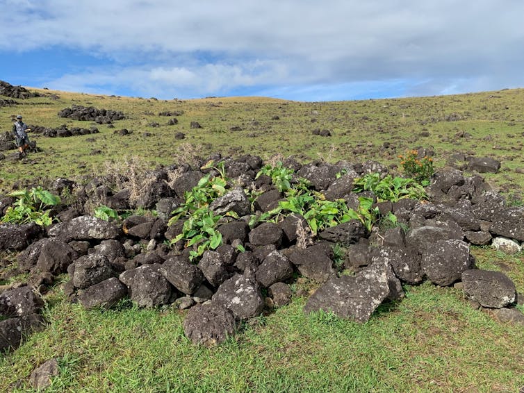 A pile of rocks on a sunny treeless hillside