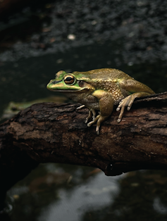 A frog is sitting on a log above the water.