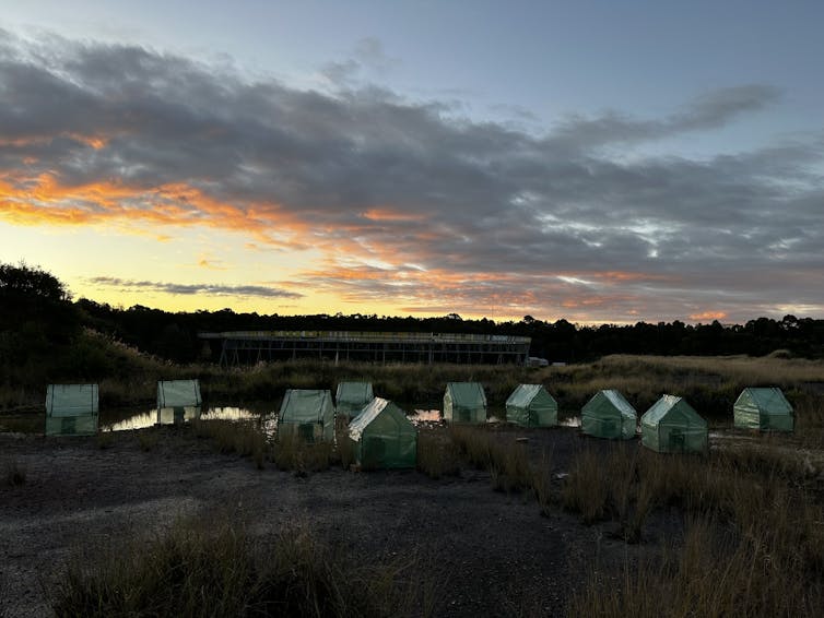A collection of frog saunas inside small greenhouses, arranged around a pool of water at sunset in Sydney