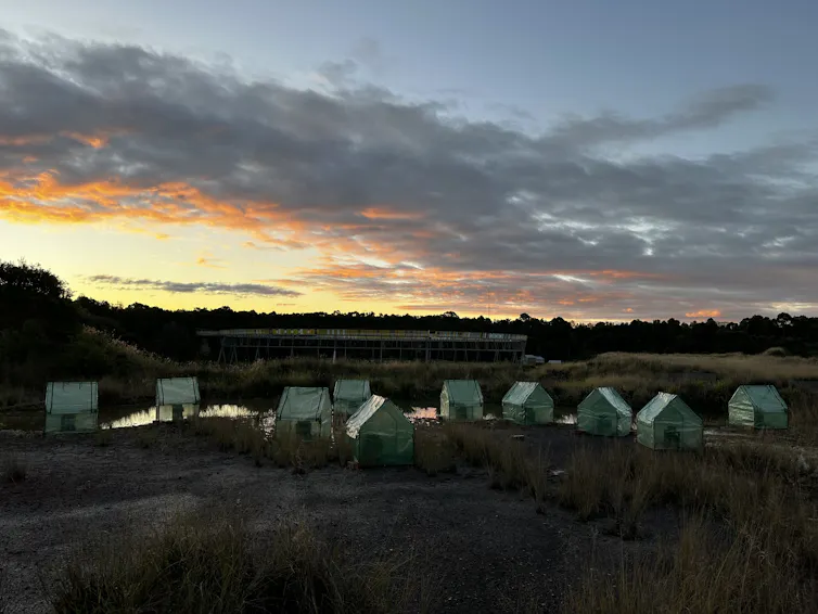 A collection of frog saunas inside small greenhouses, arranged around a pool of water in Sydney, at sunset