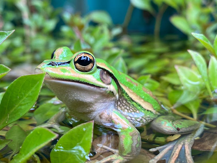 A green and golden bell frog among green leafy plants in an outdoor enclosure at Macquarie University, Sydney.