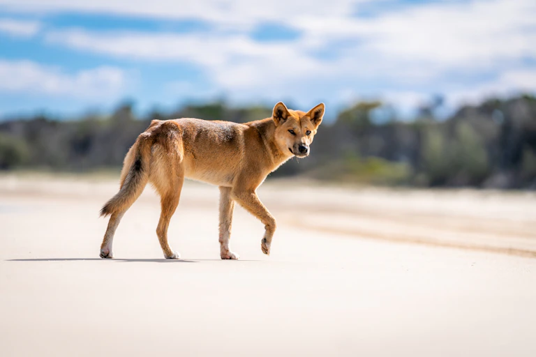 A russet dog walks on a sunny beach and looks at the photographer.