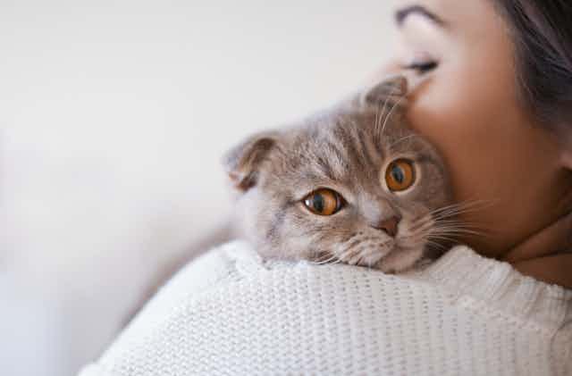 Grey cat peeking over woman's shoulder
