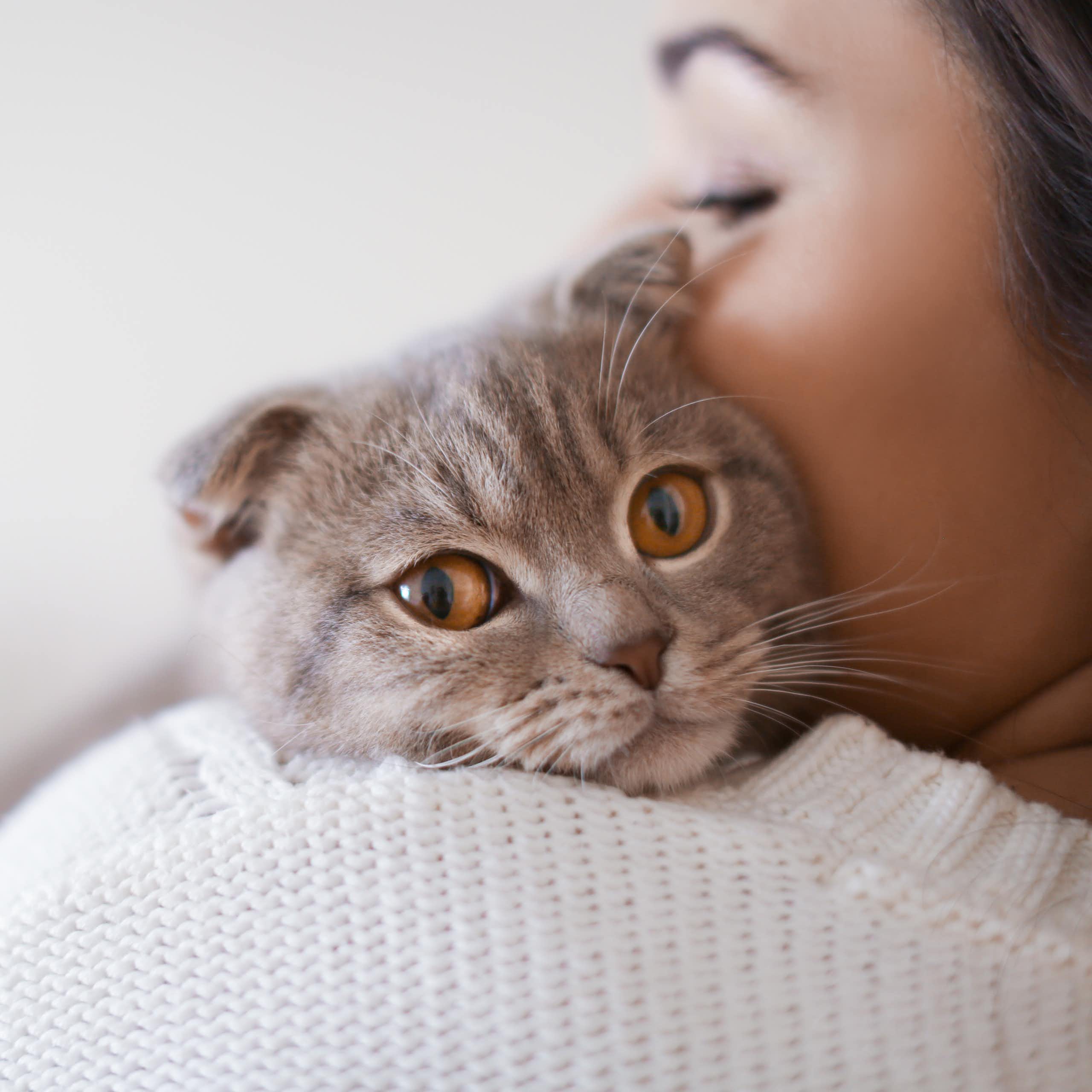 Grey cat peeking over woman's shoulder
