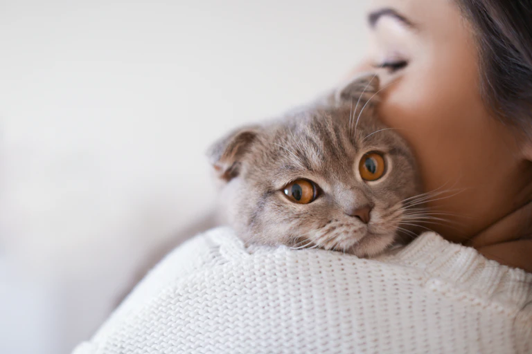 Grey cat peeking over woman's shoulder
