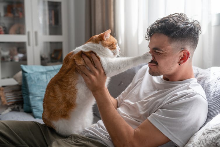 Ginger and white cat sit on man's lap and taps his nose