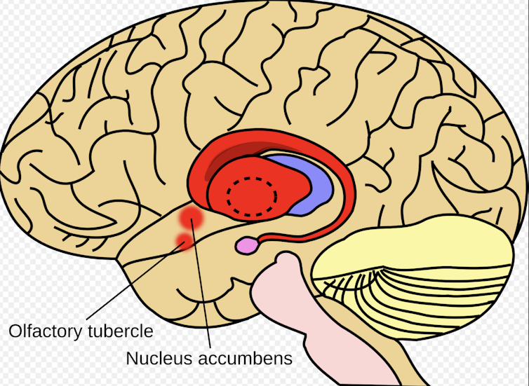 Image showing Striatum in red.
