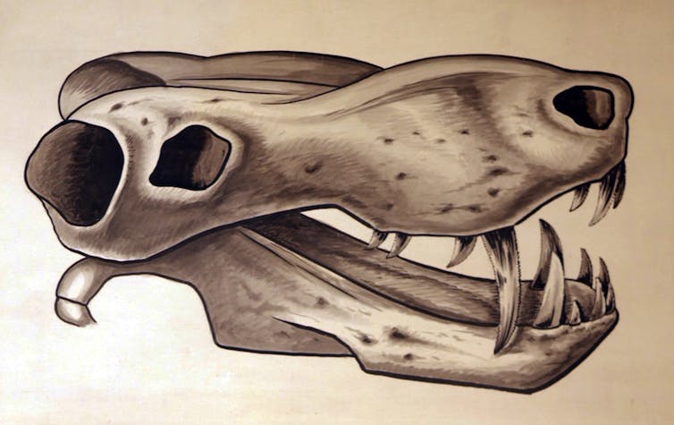 Illustration of fossil skull with vascularised snout