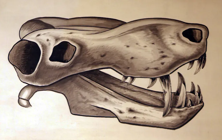 Illustration of fossil skull with vascularised snout
