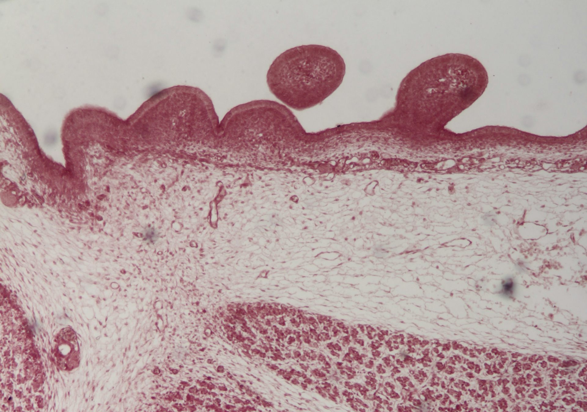 A close-up of a chicken embryo