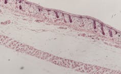 Close up of sheep embryo