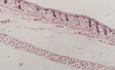 Close up of sheep embryo