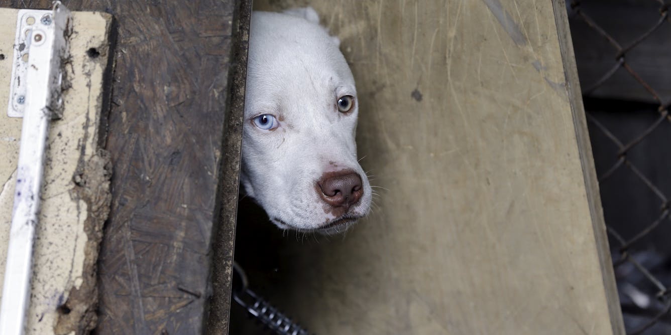 When people are under economic stress, their pets suffer too – we found parts of Detroit that are animal welfare deserts