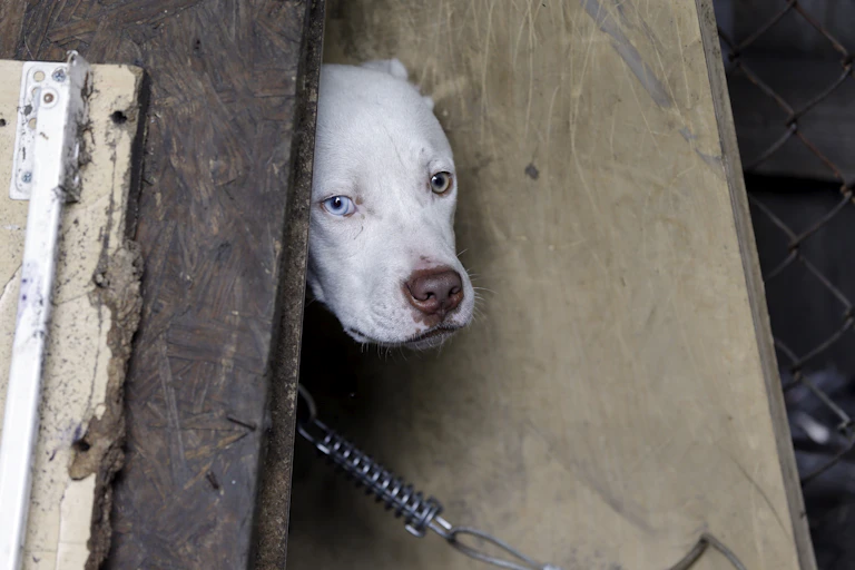 A white dog peers out from a makeshift shelter