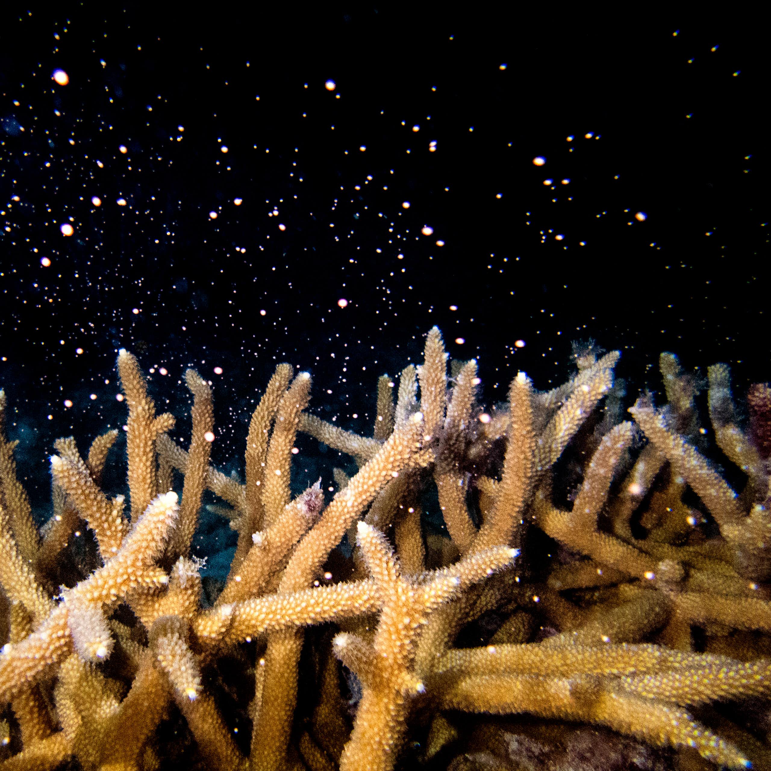 Spiky brown corals release white particles into the dark surrounding water
