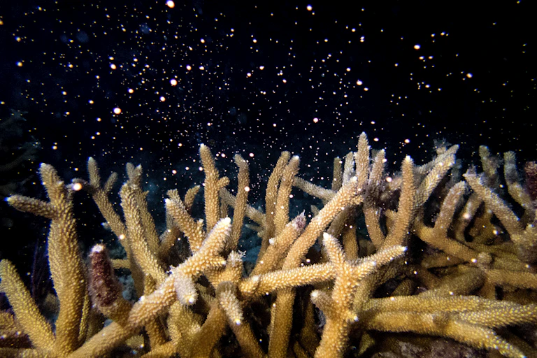 Spiky brown corals release white particles into the dark surrounding water