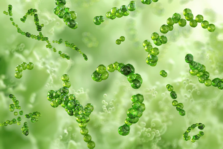 An illustration of Strep A bacteria.