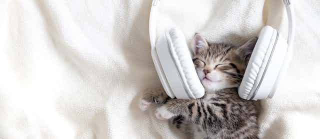 Un gato sonríe con unos auriculares puestos.