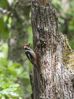 Pico mediano, un pájaro carpintero que se beneficia de la aparición de madera muerta para anidar, lleva alimento a su cavidad de cría.