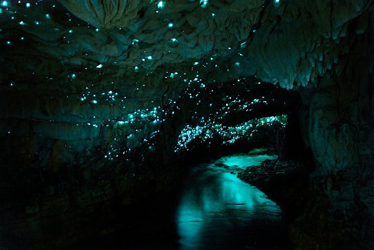 Glow worms inside the Waitomo Caves.