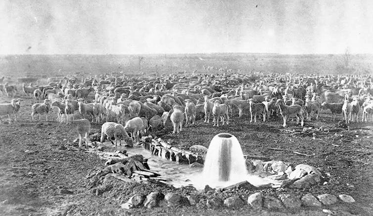 sheep lining up for water from bore
