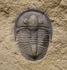 Photo of bug-like trilobite fossil impressed in stone.