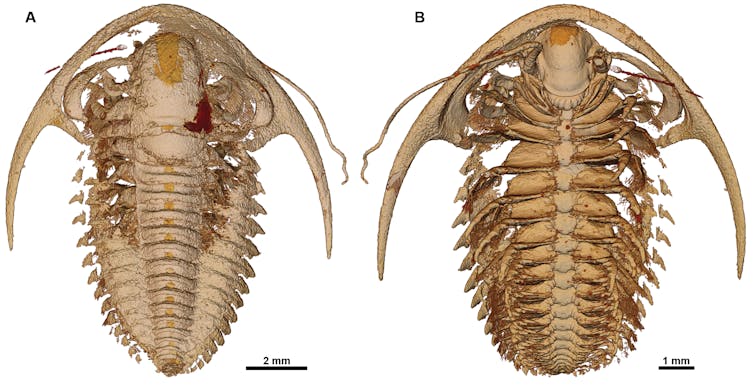 Imagens mostrando a anatomia de um trilobita.