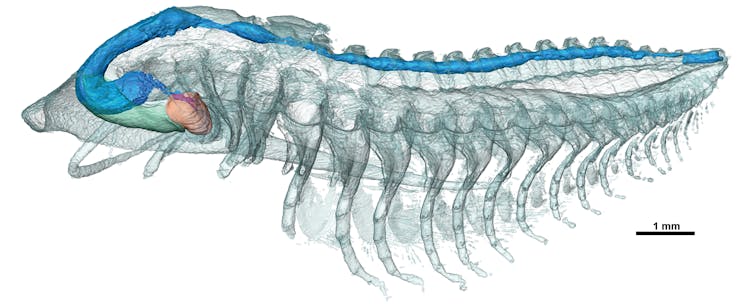 Uma reconstrução digital da anatomia dos trilobitas.