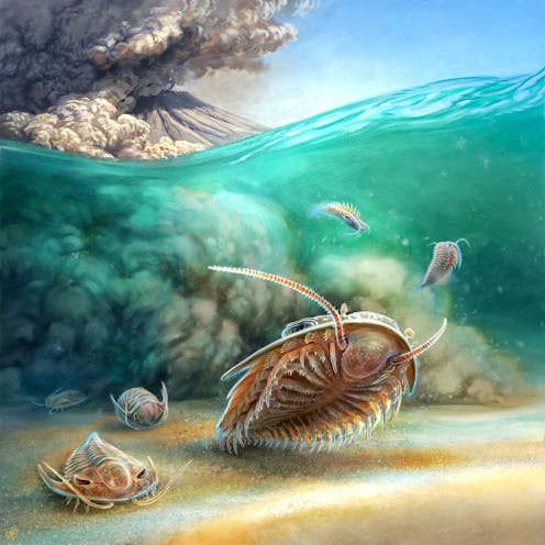perfectly preserved fossils of ancient sea critters found buried in volcanic ash