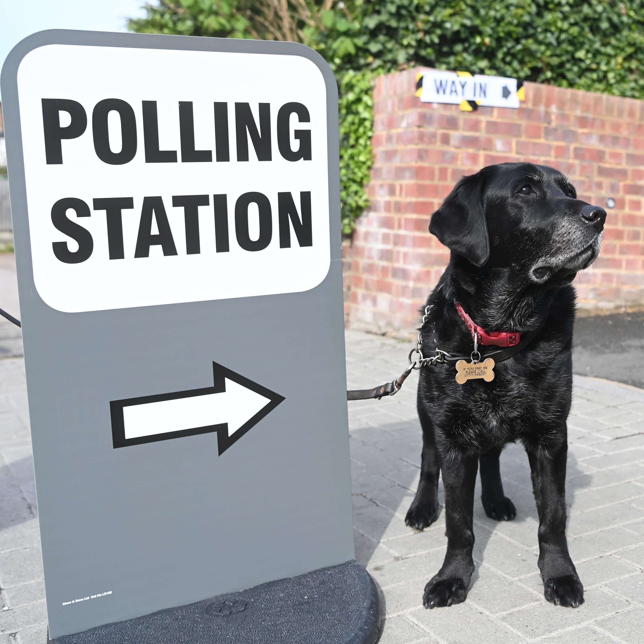 A dog next to a sign for a polling station.
