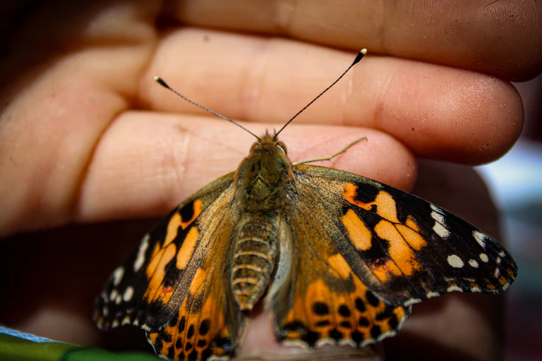 A butterfly on a child's finger.