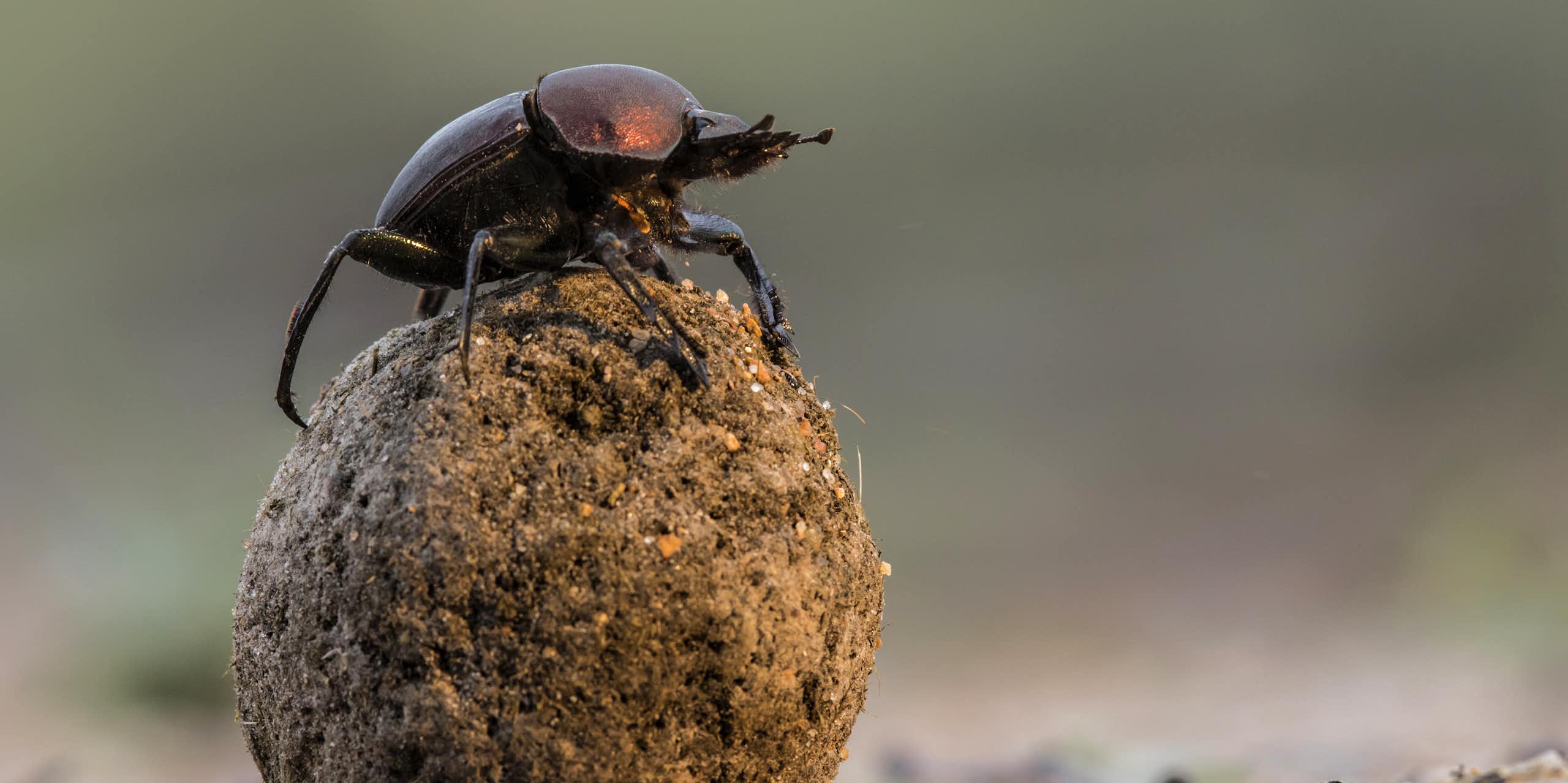 Dung beetle atop dung ball