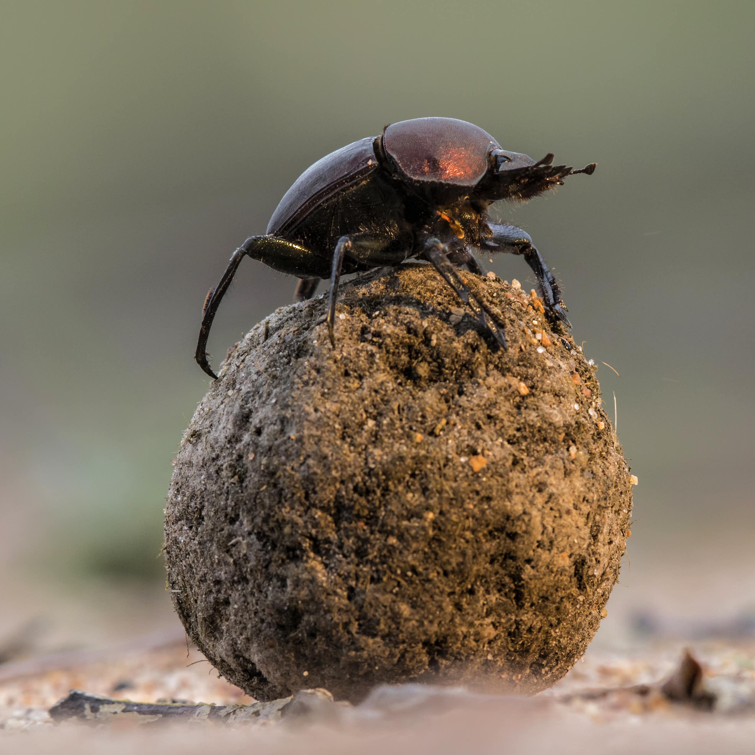 Dung beetle atop dung ball