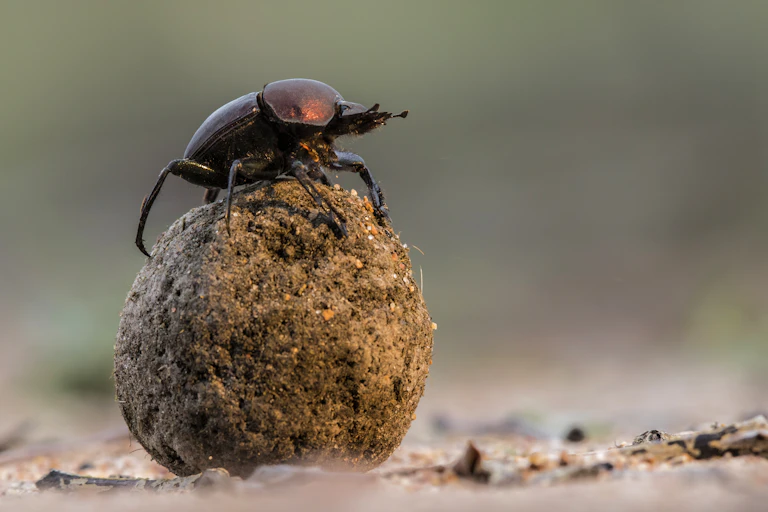 Dung beetle atop dung ball