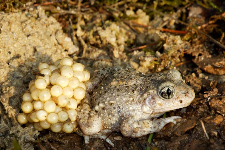 Toad with white legs attached to hind legs.