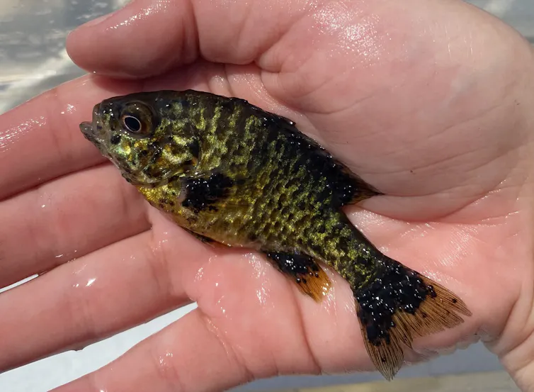 A contaminated fish rests in a human's hand