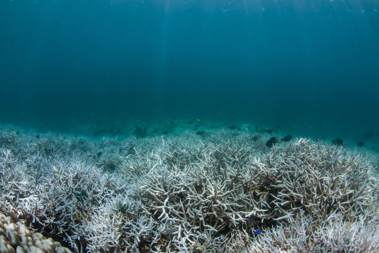 bleached staghorn corals