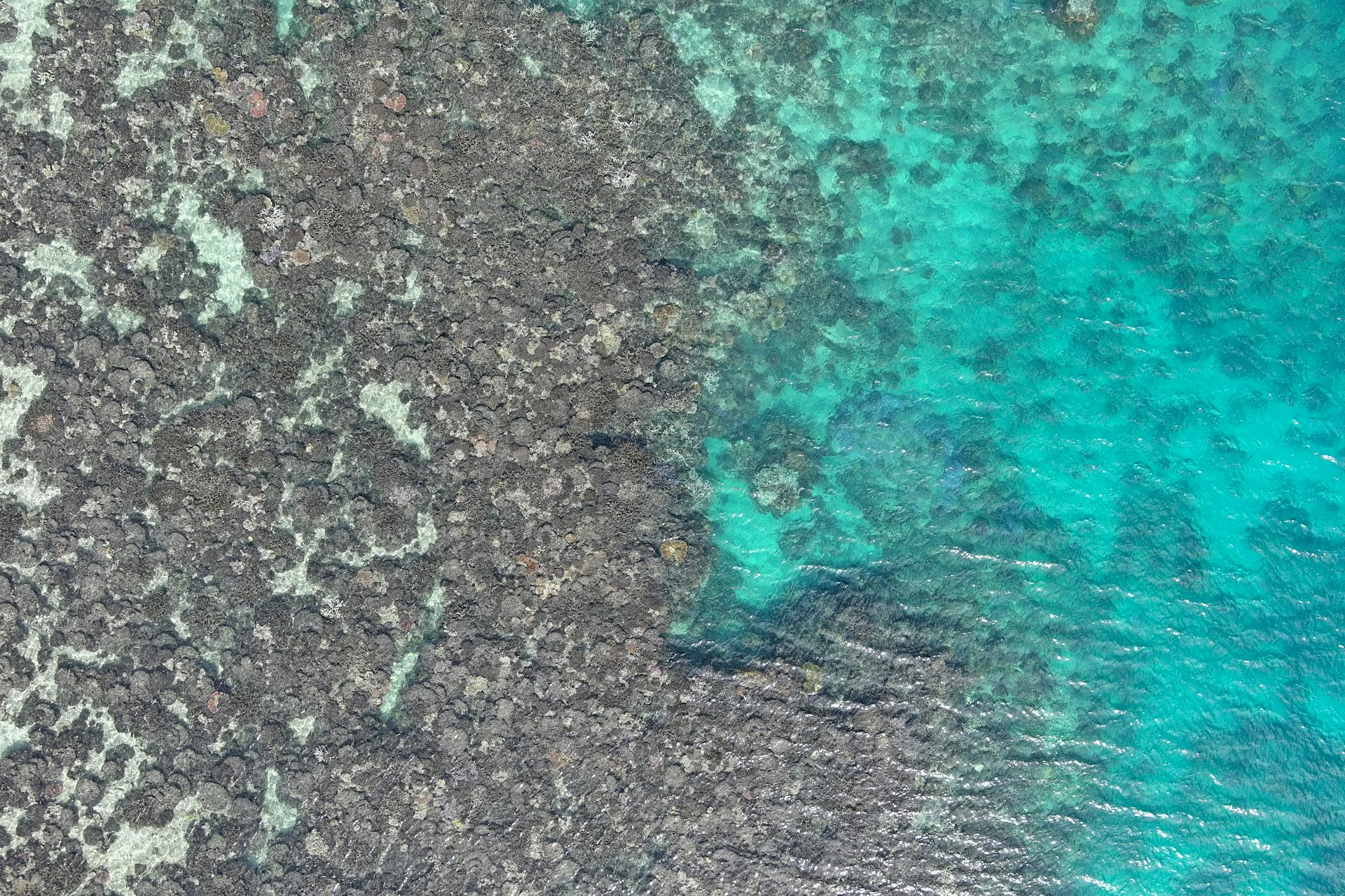 New drone imagery reveals 97% of coral dead at a Lizard Island reef after last summer&rsquo;s mass bleaching