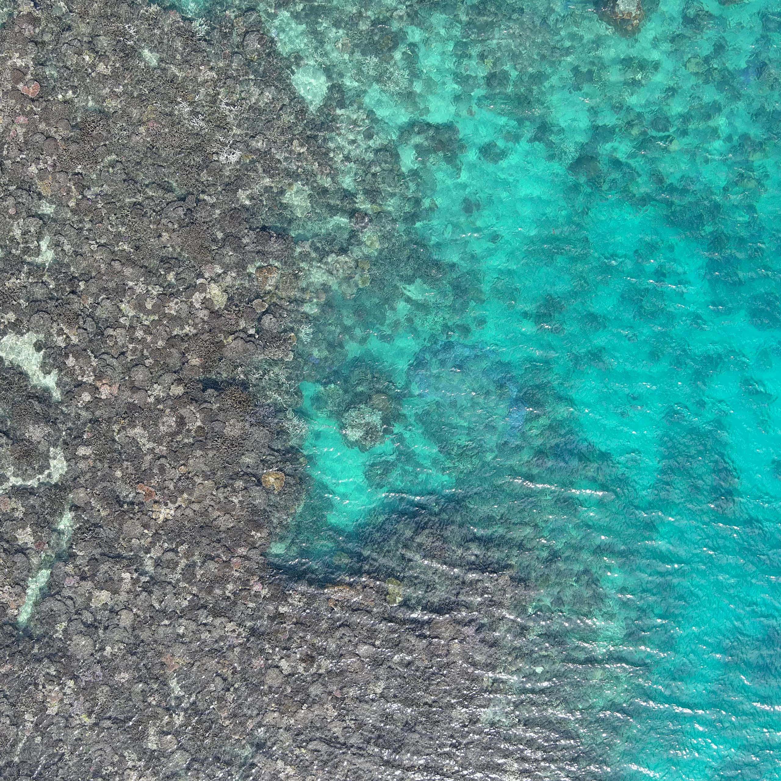 dead coral in shallow sea