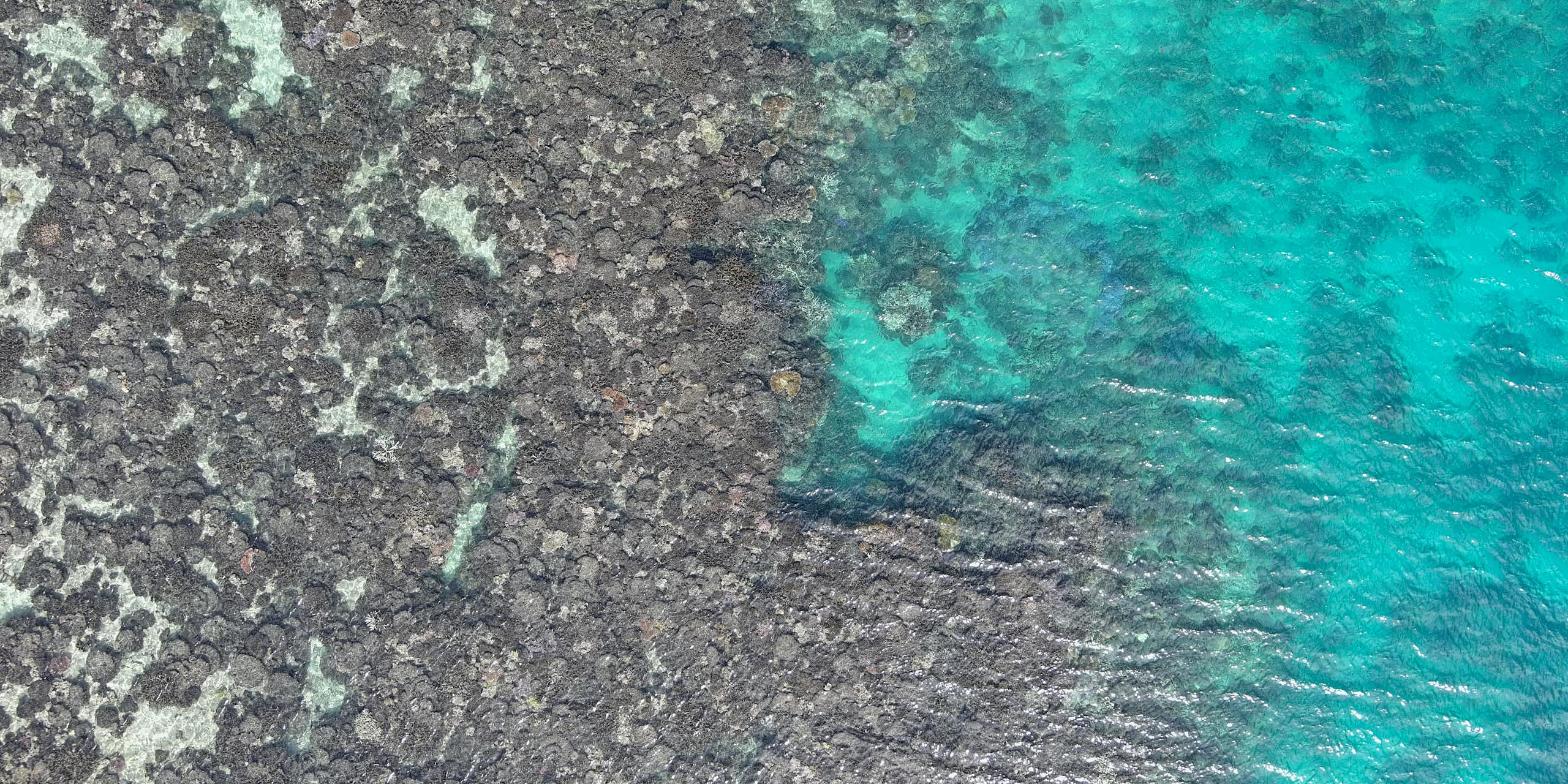 dead coral in shallow sea