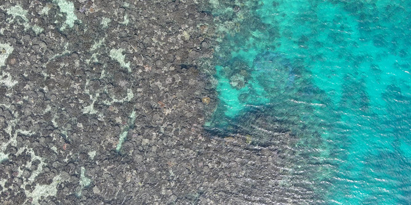 New drone imagery reveals 97% of coral dead at a Lizard Island reef after last summer’s mass bleaching