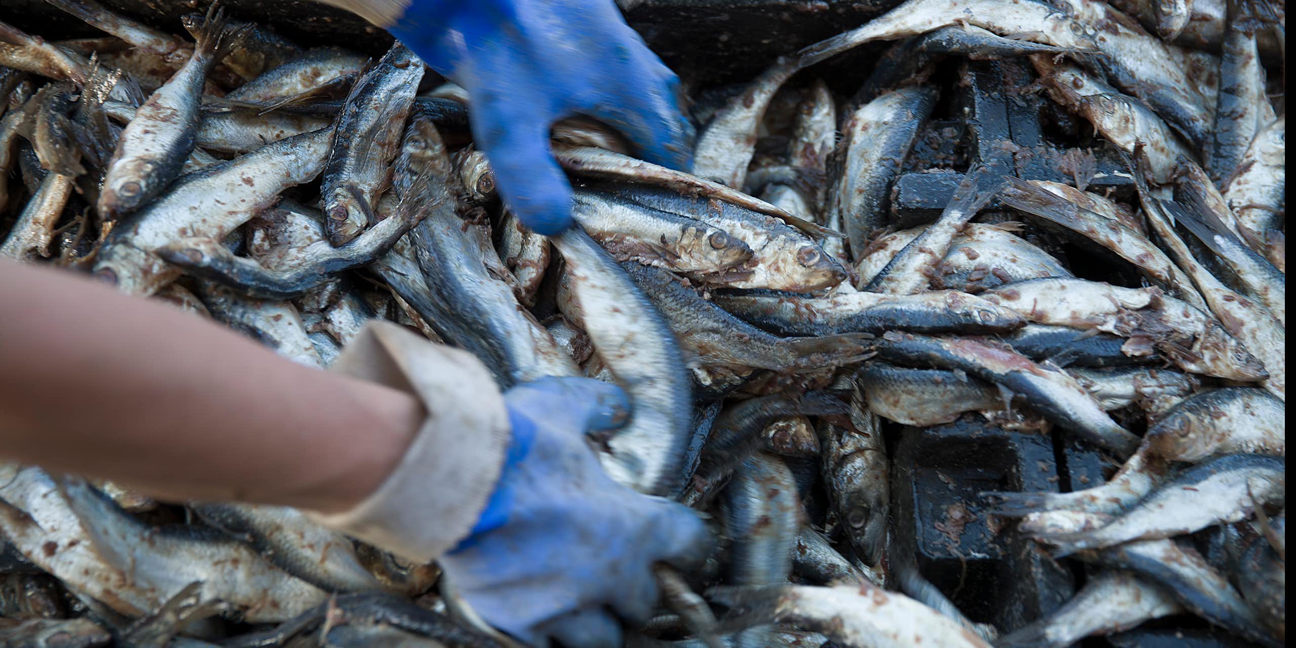 Gloved hands sort through a tray of Atlantic herring