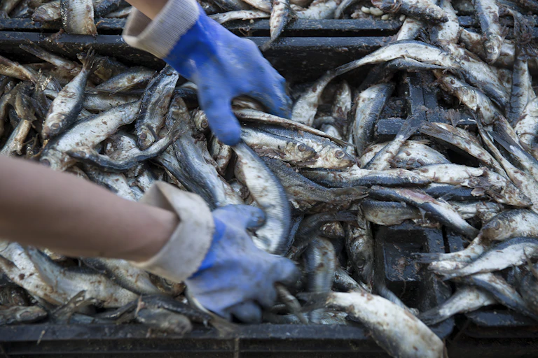 Gloved hands sort through a tray of Atlantic herring