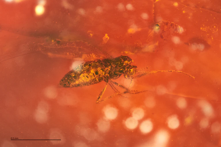 Close-up of a perfectly preserved insect in an orange coloured substance.