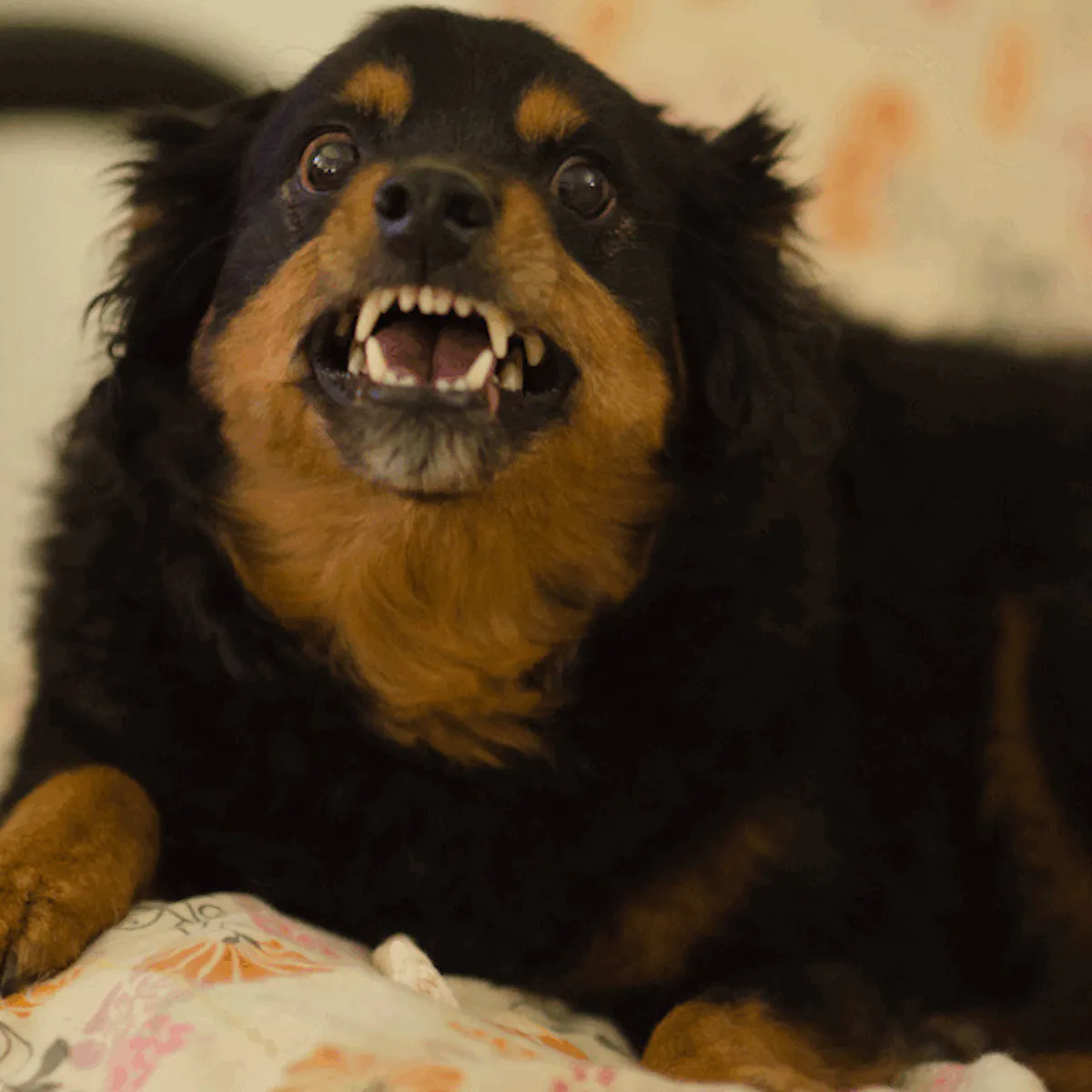 Dogs With Rabies What Happens If You Touch A Dog With Rabies