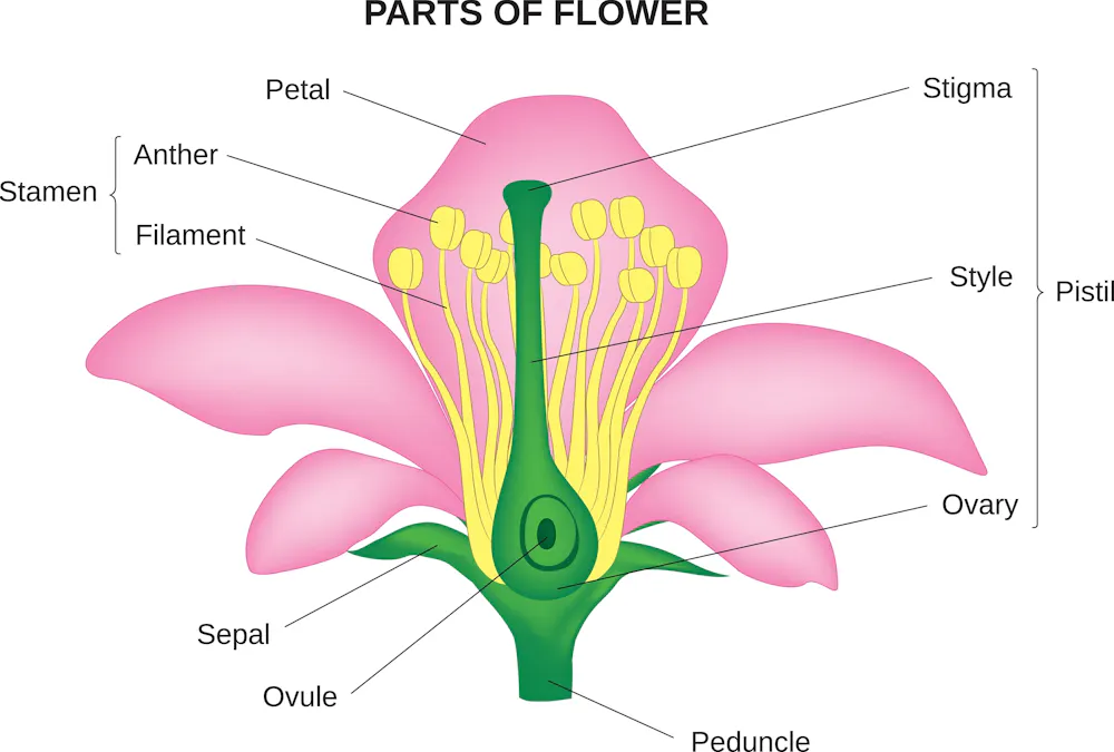 Flower Parts Insect The fascinating secrets of plant reproduction that scientists are still ...