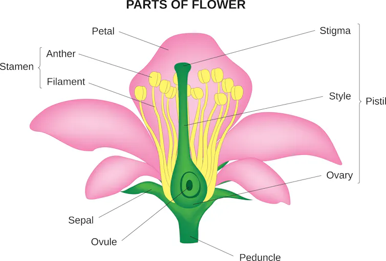 Diagram of flower parts.