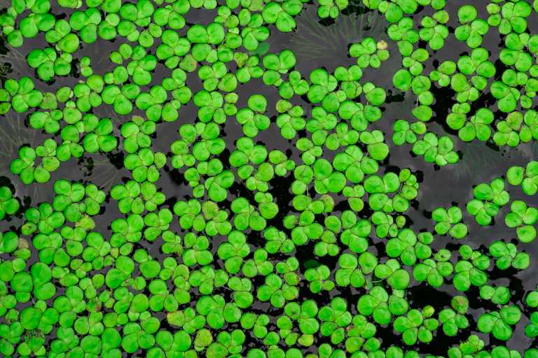 duckweed in a lake