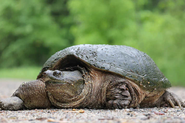 Tortuga mordedora
