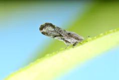 Macrophotographie de psylle des agrumes (Diaphorina citri), qui transmet la maladie responsable de la grave maladie du dragon jaune